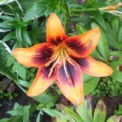 EiZ - Я тебя видел с другим слушать онлайн