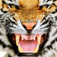 Ottosiderspunk - Crouching Tiger слушать онлайн