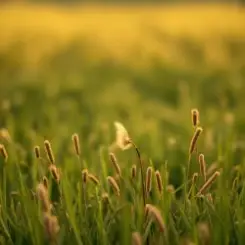 Сергей Видов - Святая Русь слушать онлайн