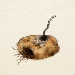 Sara Beth - Old Potatoes слушать онлайн