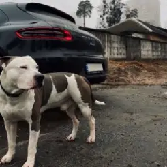 KRBK - 38 строчек слушать онлайн