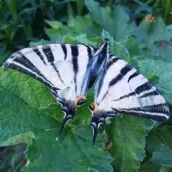 EiZ - I'm not asking for your Love слушать онлайн