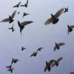 Околиця & melancholydi - хтось когось слушать онлайн