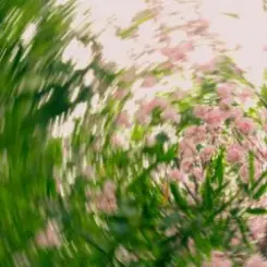 Shallou - A Clearing слушать онлайн