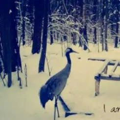 Вороняче око - чорнобривці (prod. anticøn) слушать онлайн