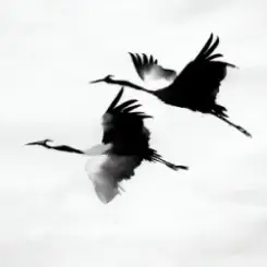 kavabanga Depo kolibri - Журавлі слушать онлайн