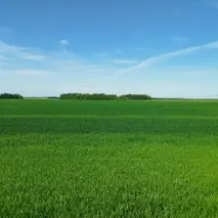 Гильяс - Трава слушать онлайн