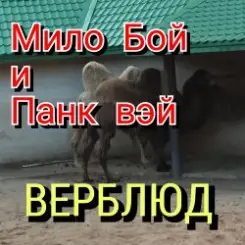 Мило Бой - " верблюд " слушать онлайн