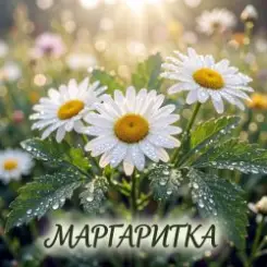 Vasilii CECEGOV & Atom - О, Маргаритка слушать онлайн