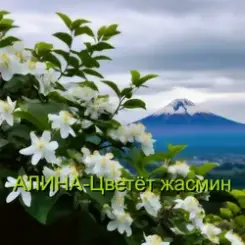 Алина Даниленко - Цветёт жасмин слушать онлайн
